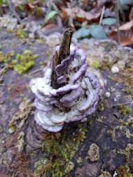 Attēlu rezultāti vaicājumam “Lamproderma pulchellum sessile”