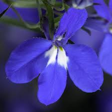 Image result for Lobelia erinus