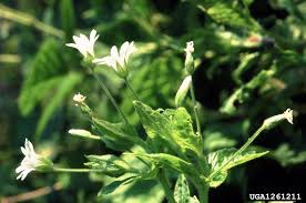 Attēlu rezultāti vaicājumam “Stellaria holostea flower”