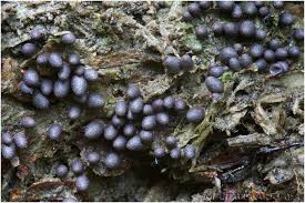 Attēlu rezultāti vaicājumam “Lycogala conicum”