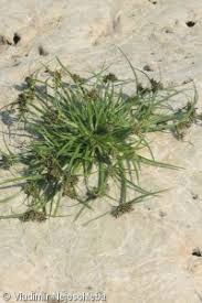 Attēlu rezultāti vaicājumam “Cyperus fuscus fruit”