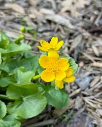 Attēlu rezultāti vaicājumam “Caltha palustris fruit”