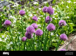 Attēlu rezultāti vaicājumam “Allium schoenoprasum flower”
