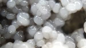 Attēlu rezultāti vaicājumam “Collaria sp.”