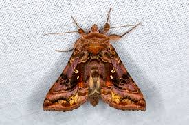 Attēlu rezultāti vaicājumam “Autographa pulchrina”