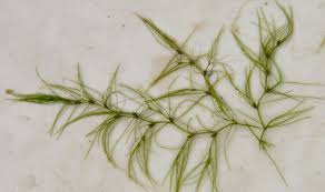 Attēlu rezultāti vaicājumam “Najas tenuissima leaf”