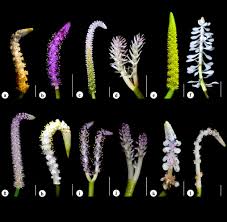 Attēlu rezultāti vaicājumam “Hydrocharitaceae”