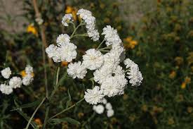 Image result for Achillea Ptarmica