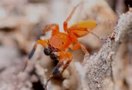 Attēlu rezultāti vaicājumam “Salticidae”