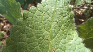 Attēlu rezultāti vaicājumam “Stachys sylvatica leaf”