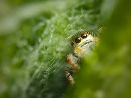 Attēlu rezultāti vaicājumam “Xanthogramma sp. male”