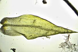 Attēlu rezultāti vaicājumam “Dicranum spurium”