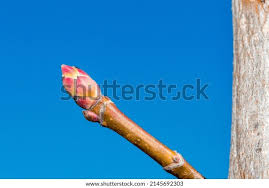 Attēlu rezultāti vaicājumam “Acer platanoides bud”