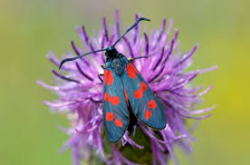 Attēlu rezultāti vaicājumam “Zygaenidae”