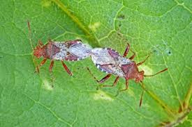 Attēlu rezultāti vaicājumam “Rhopalus maculatus”