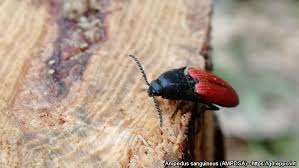 Attēlu rezultāti vaicājumam “Ampedus sanguineus”
