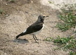 Image result for Oenanthe pleschanka