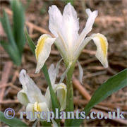 Attēlu rezultāti vaicājumam “Iris rosenbachiana”