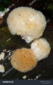 Attēlu rezultāti vaicājumam “Postia ptychogaster”