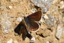 Attēlu rezultāti vaicājumam “Aricia artaxerxes”