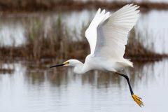 Image result for Egretta thula