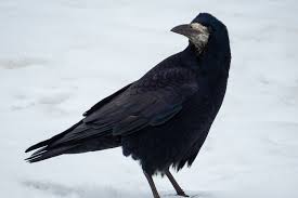 Attēlu rezultāti vaicājumam “Corvus frugilegus”