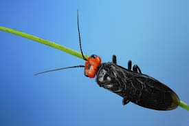 Attēlu rezultāti vaicājumam “Acantholyda erythrocephala”