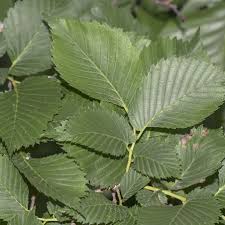 Attēlu rezultāti vaicājumam “Ulmus laevis”