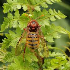 Attēlu rezultāti vaicājumam “Cimbex luteus”
