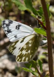 Attēlu rezultāti vaicājumam “Pontia edusa upperside”