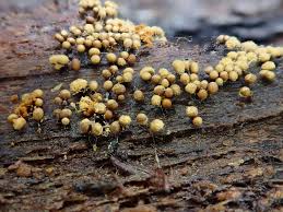 Attēlu rezultāti vaicājumam “Hemitrichia clavata stalked”