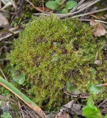 Attēlu rezultāti vaicājumam “Campylium chrysophyllum”