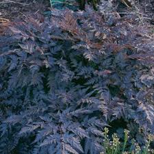 Attēlu rezultāti vaicājumam “Anthriscus sylvestris leaf”