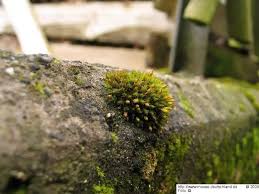 Attēlu rezultāti vaicājumam “Orthotrichum cupulatum var. riparium”