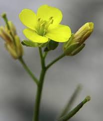 Attēlu rezultāti vaicājumam “Diplotaxis muralis flower”