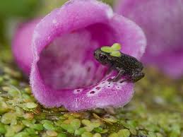 Attēlu rezultāti vaicājumam “Bufo bufo juvenile”