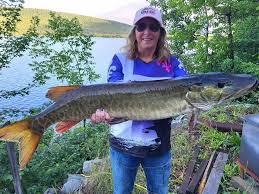 Image result for Cynoscion regalis