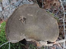 Attēlu rezultāti vaicājumam “Phellinus chrysoloma”