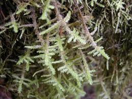 Attēlu rezultāti vaicājumam “Neckera”