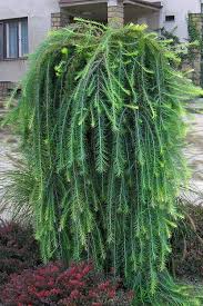 Attēlu rezultāti vaicājumam “Larix decidua”