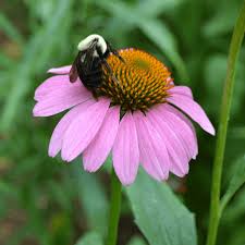 Image result for Echinacea purpurea