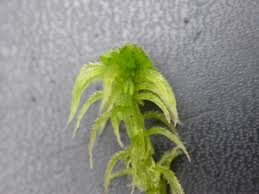 Attēlu rezultāti vaicājumam “Sphagnum fallax”