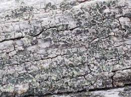 Attēlu rezultāti vaicājumam “Xylographa paralella”