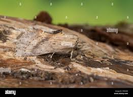 Attēlu rezultāti vaicājumam “Pterostoma palpina larva”