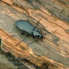 Attēlu rezultāti vaicājumam “Limodromus assimilis”