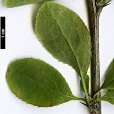 Attēlu rezultāti vaicājumam “Berberis vulgaris”