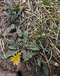 Attēlu rezultāti vaicājumam “Taraxacum suecicum”