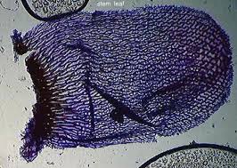 Attēlu rezultāti vaicājumam “Sphagnum austinii”
