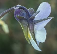 Attēlu rezultāti vaicājumam “Viola arvensis flower”