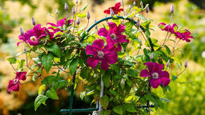 Attēlu rezultāti vaicājumam “Clematis”